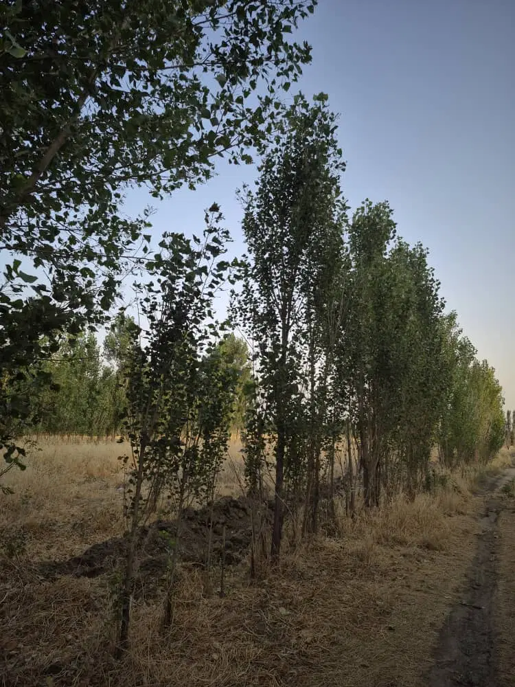 ۳۰۰متر باغچه  در زرنان