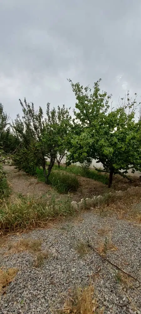 ۱۰۰۰متر باغچه چهاردیوار چسب بافت