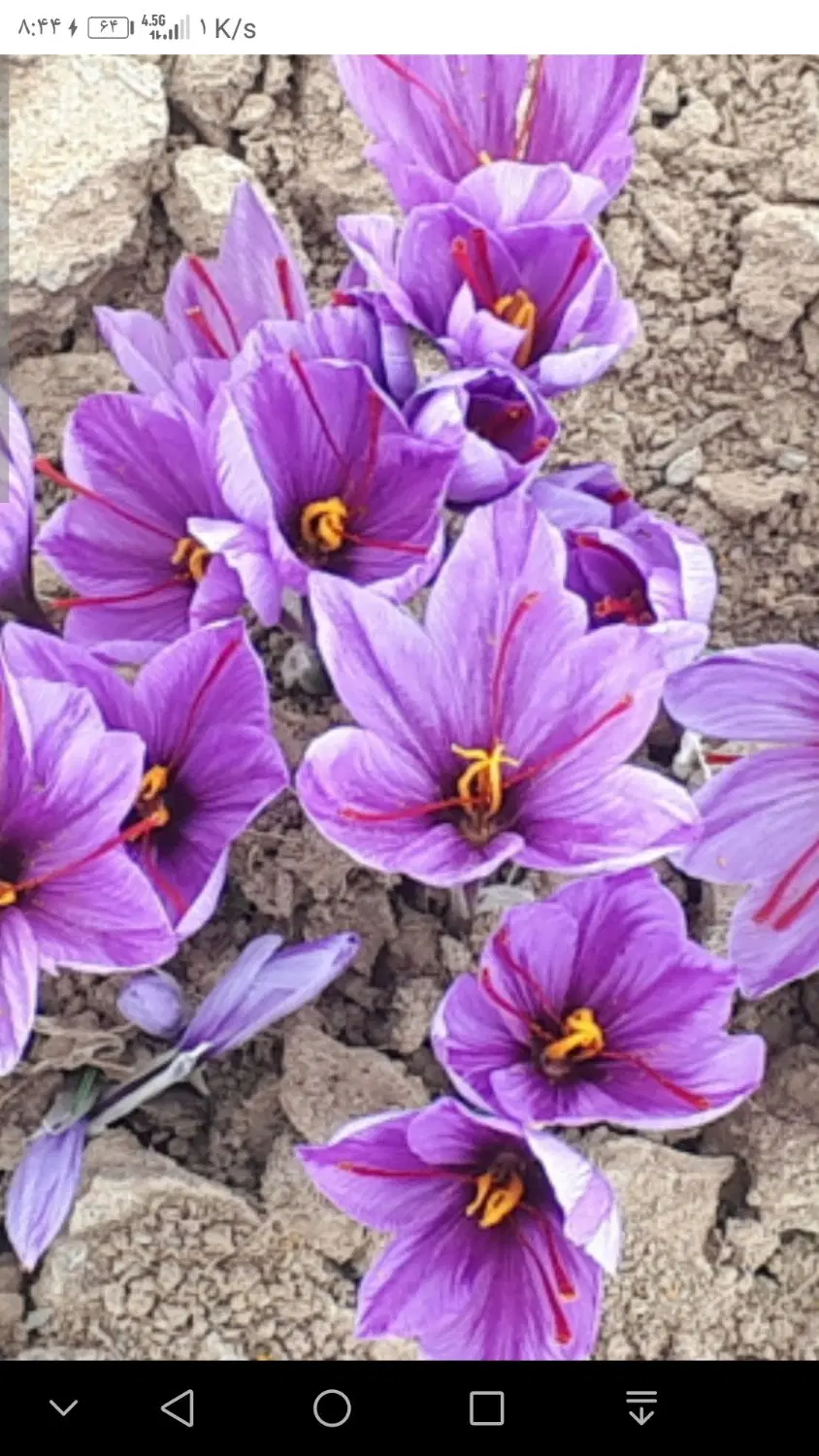 فروش زمین زعفران 5 ساله روستای خرمبک