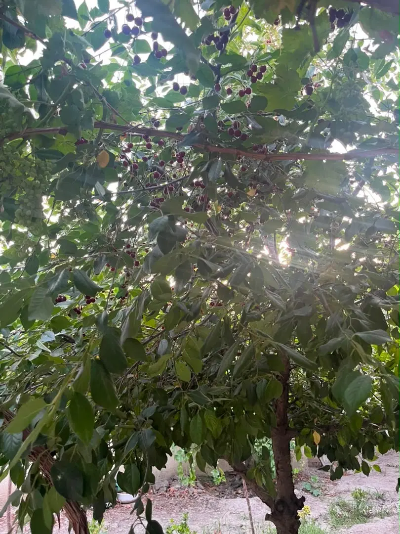باغ ویلا رضویه عشق آباد