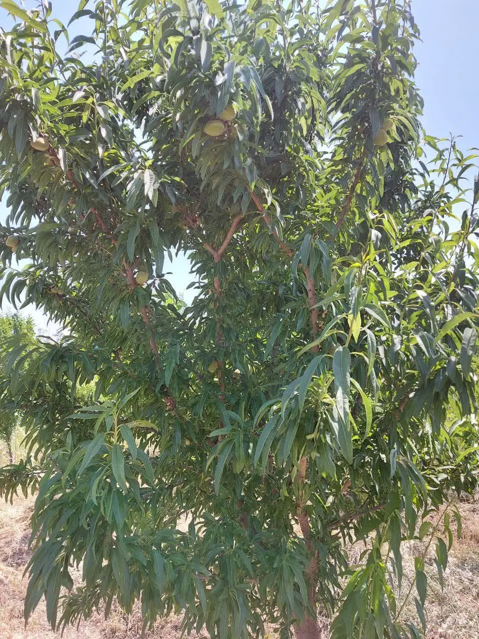 باغچه در گلدسته به متراژ ۷۷۲متر