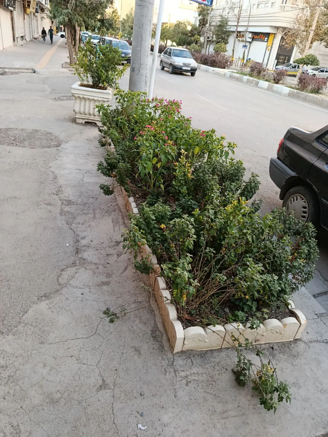 تجاری نبش ولیعصر 19