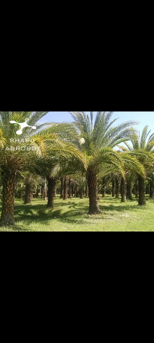 زمین نخل اجاره میکنم
