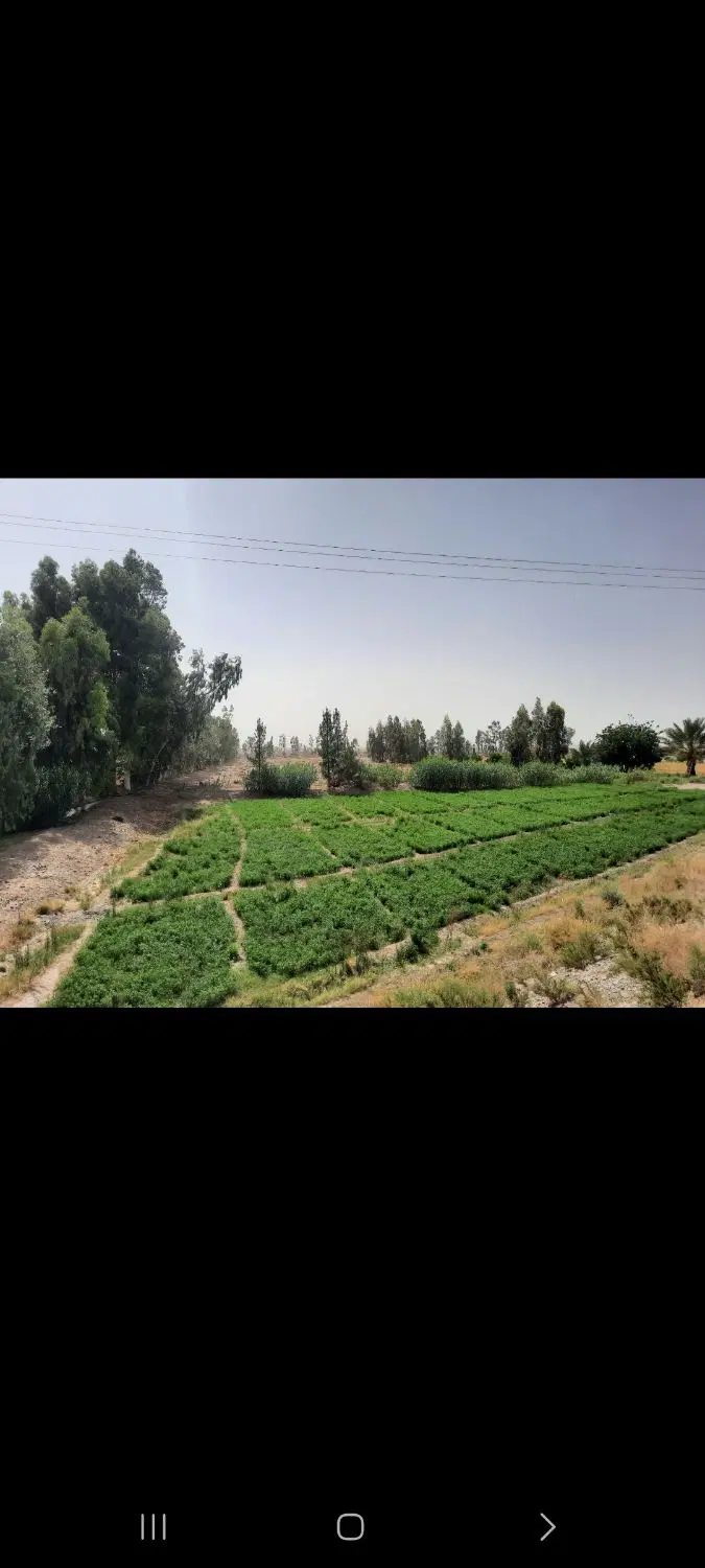زمین کشاورزی  نصرت آباد