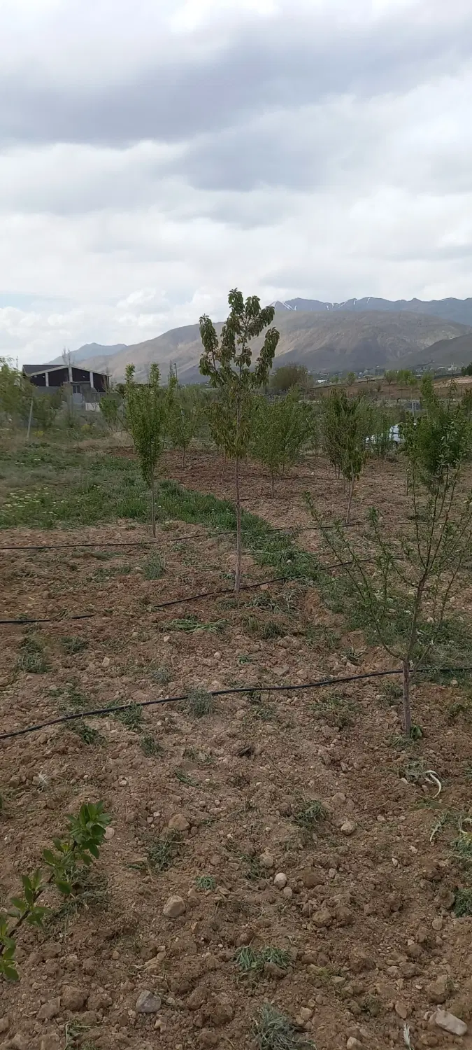 زمین ۱۰۰۰ متری با درختان ۶ ساله