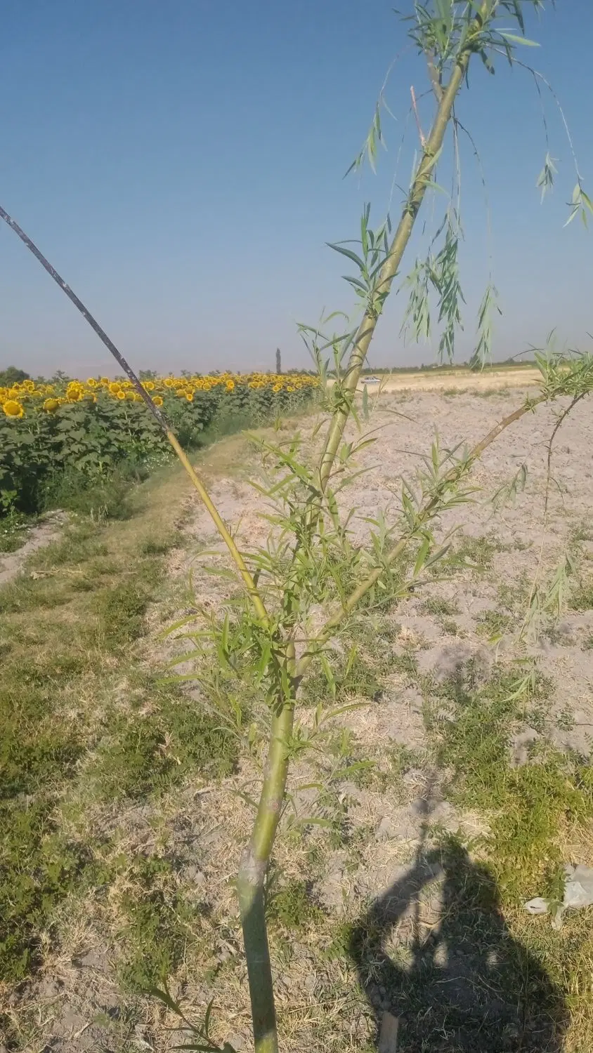 زمین 1000متری گلمرز