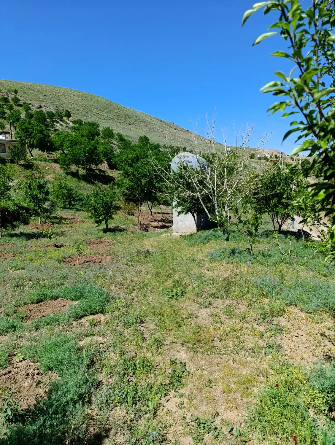 باغ در دوراهی نیاق