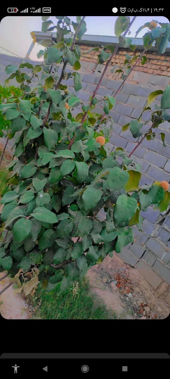 باغچه چهار دیواری ۵۰۰ متری