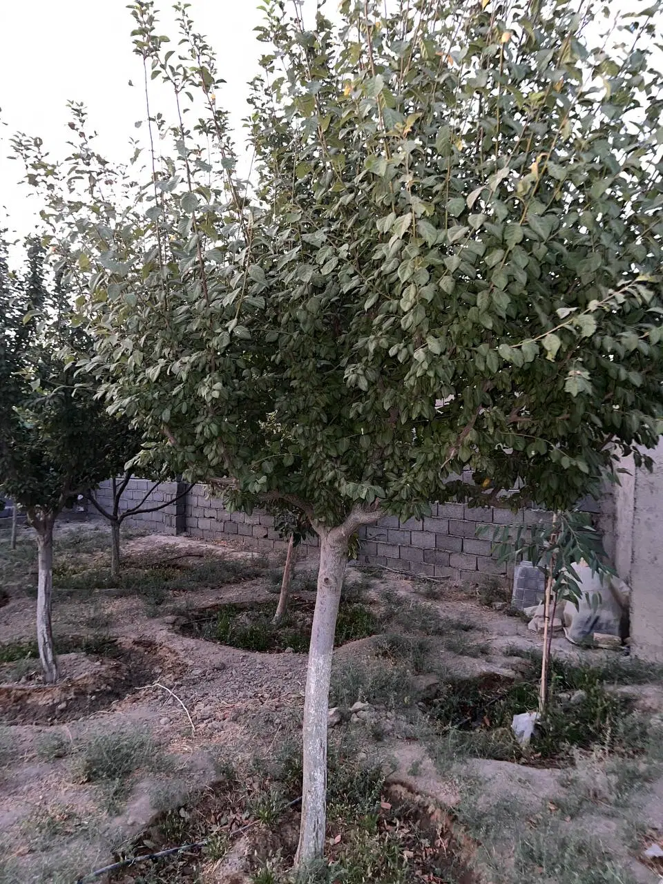 باغ 1000 مناسب برای سرمایه گذاری