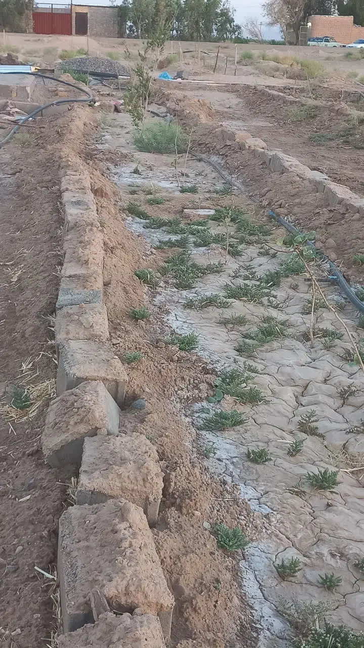 باغچه پسته در سراجه جاده دولت آباد