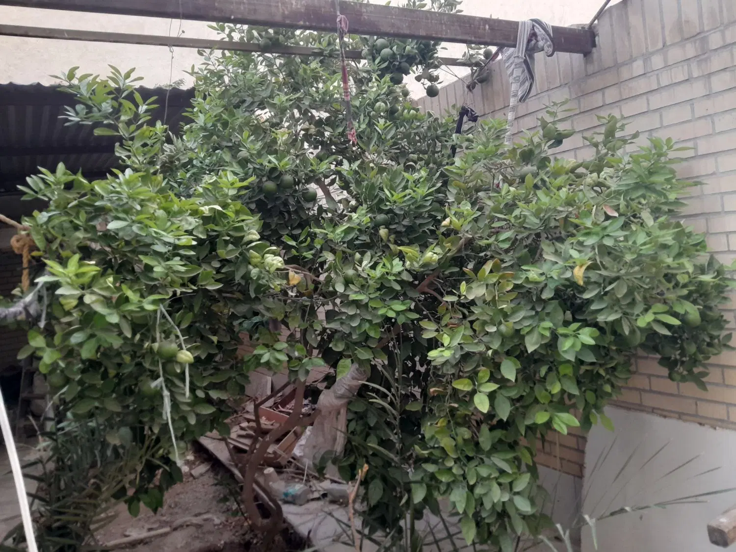 اجاره منزل شاهدیه ۲۲اجاره پول پیش ۱۵۰