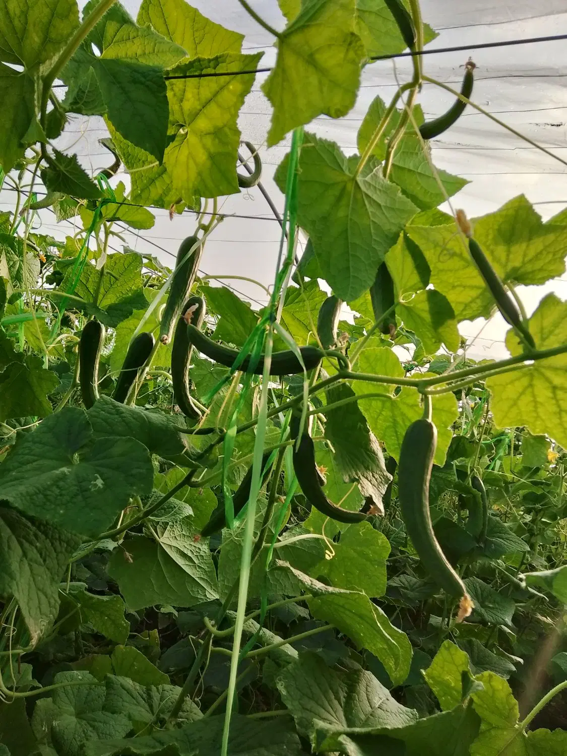 گلخونه اجاره داده میشود