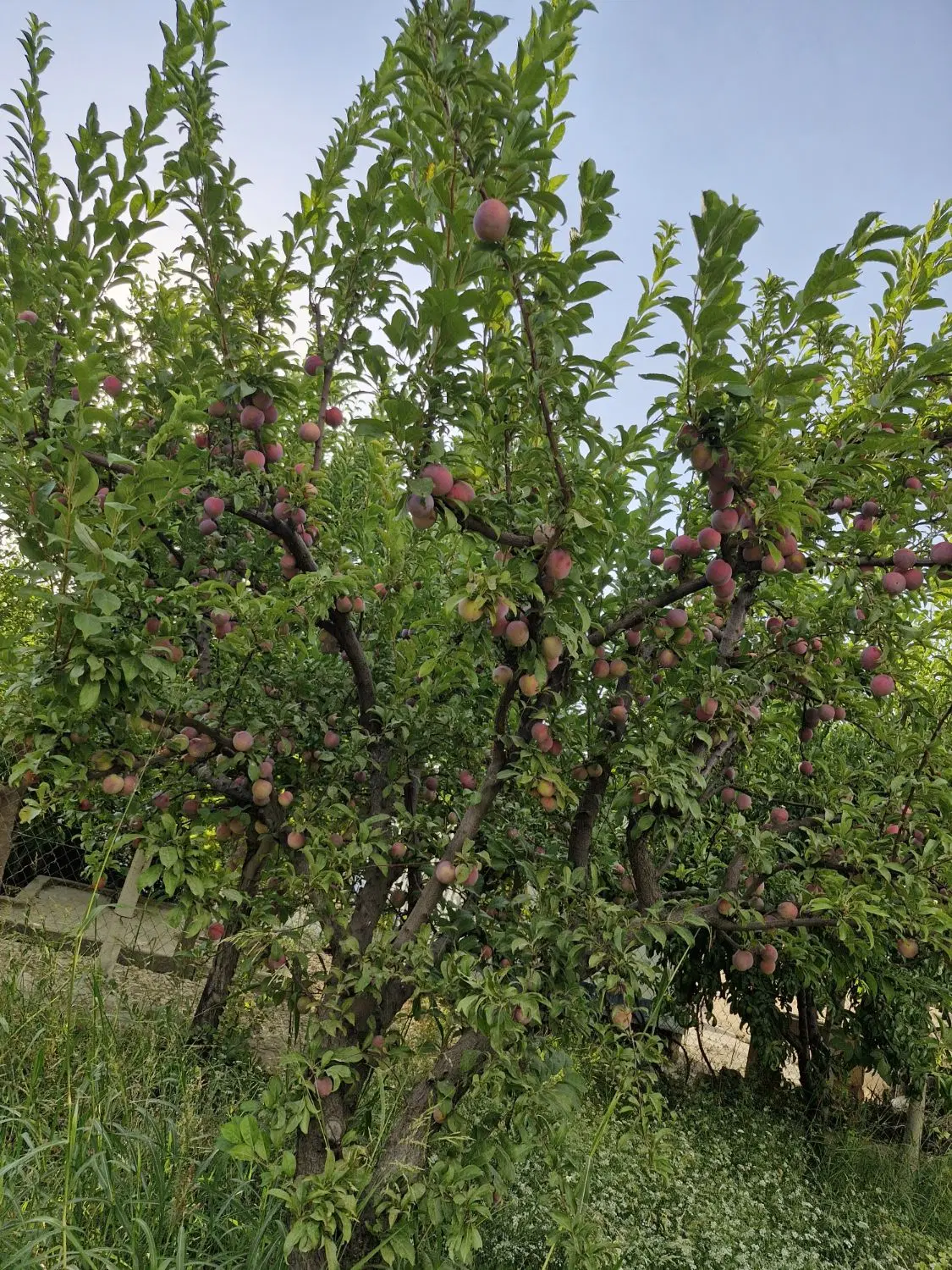فروش زمین
