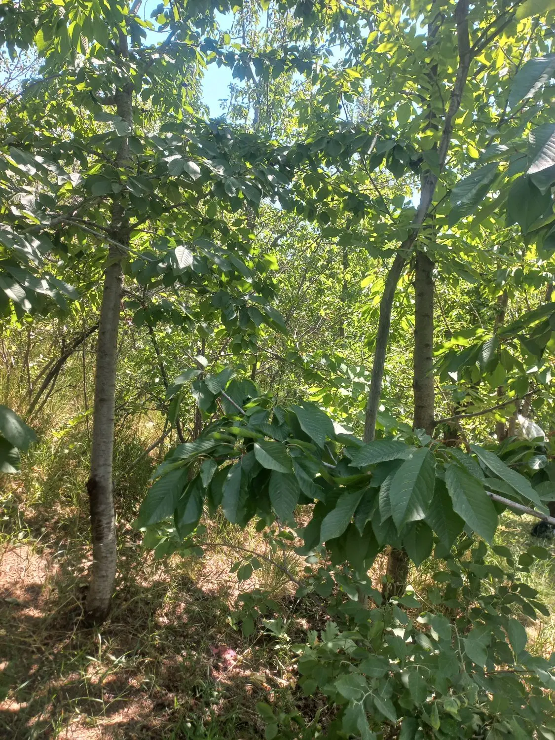 باغ ۳۰۰ متری در سیلوار فرصتی برای سرمایه‌گذاری