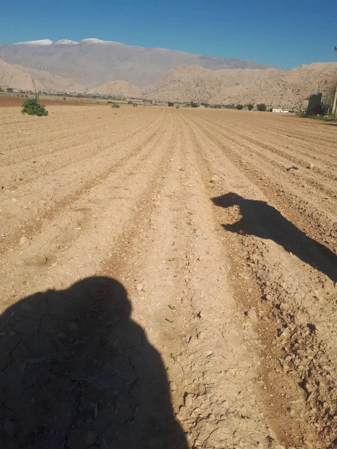 زمین زراعی باغی