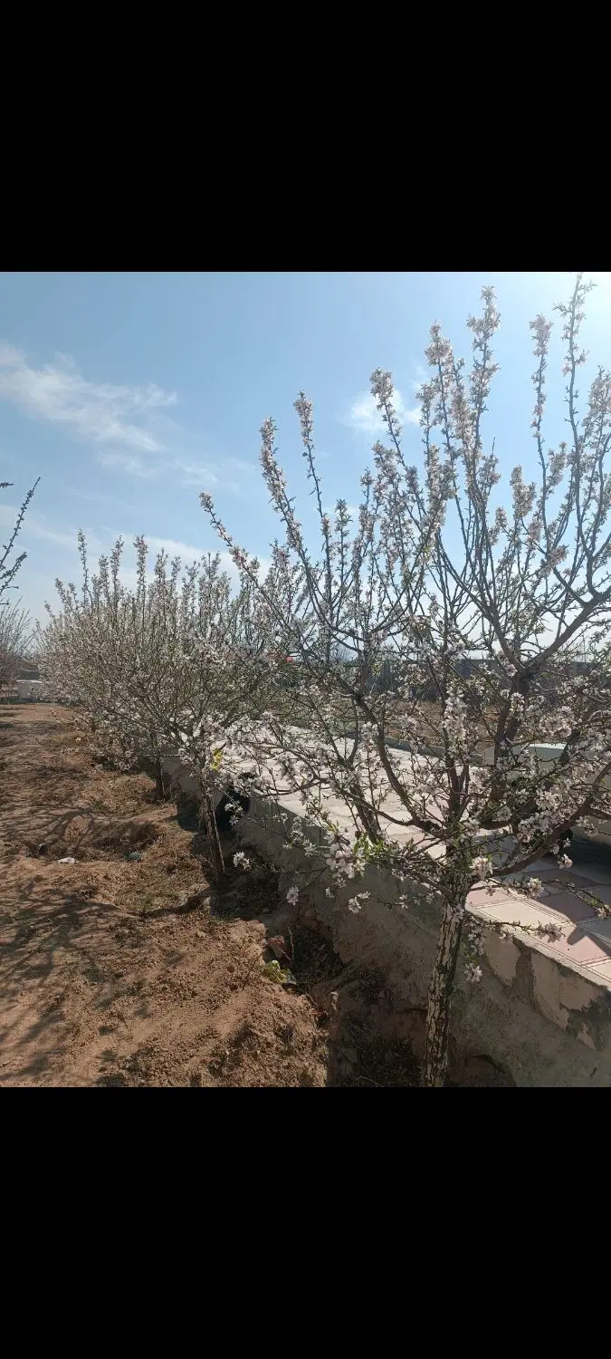 باغچه درانجم آباد