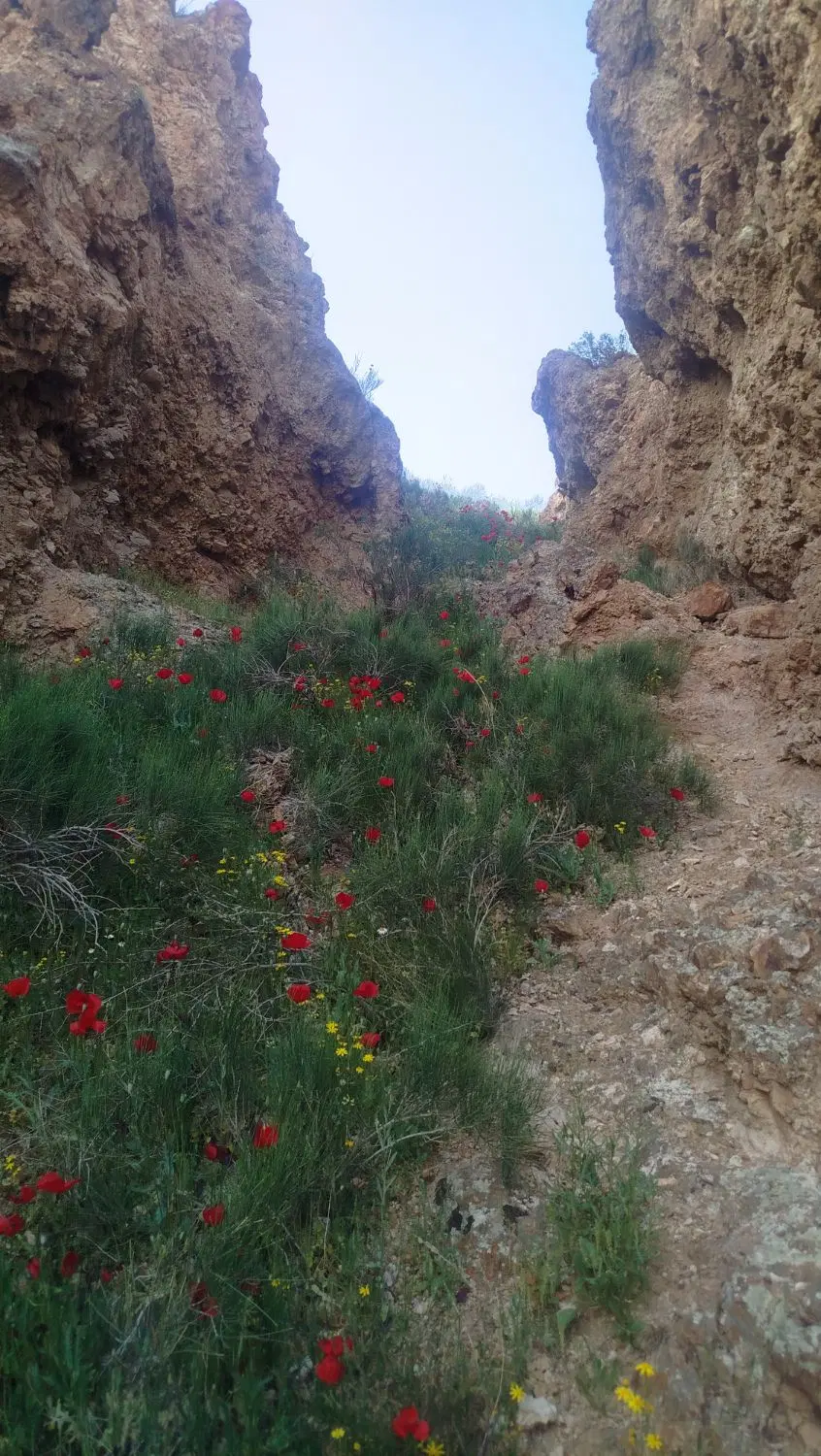 زمین