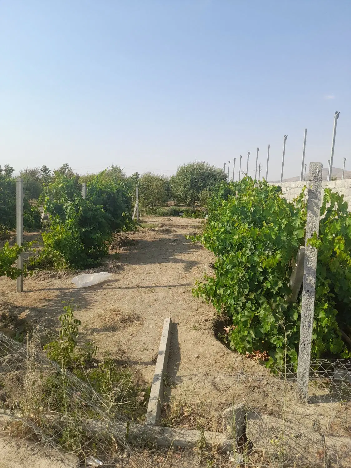 فروش گلخانه