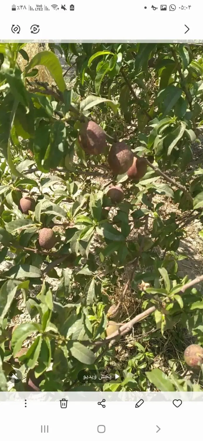 باغچه ۵۵۰ متری سند دار