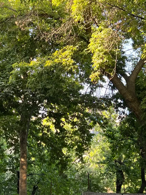 ۵۷۵متر  زمین با پروانه ، ساخت باغ ویلا (طرقبه)