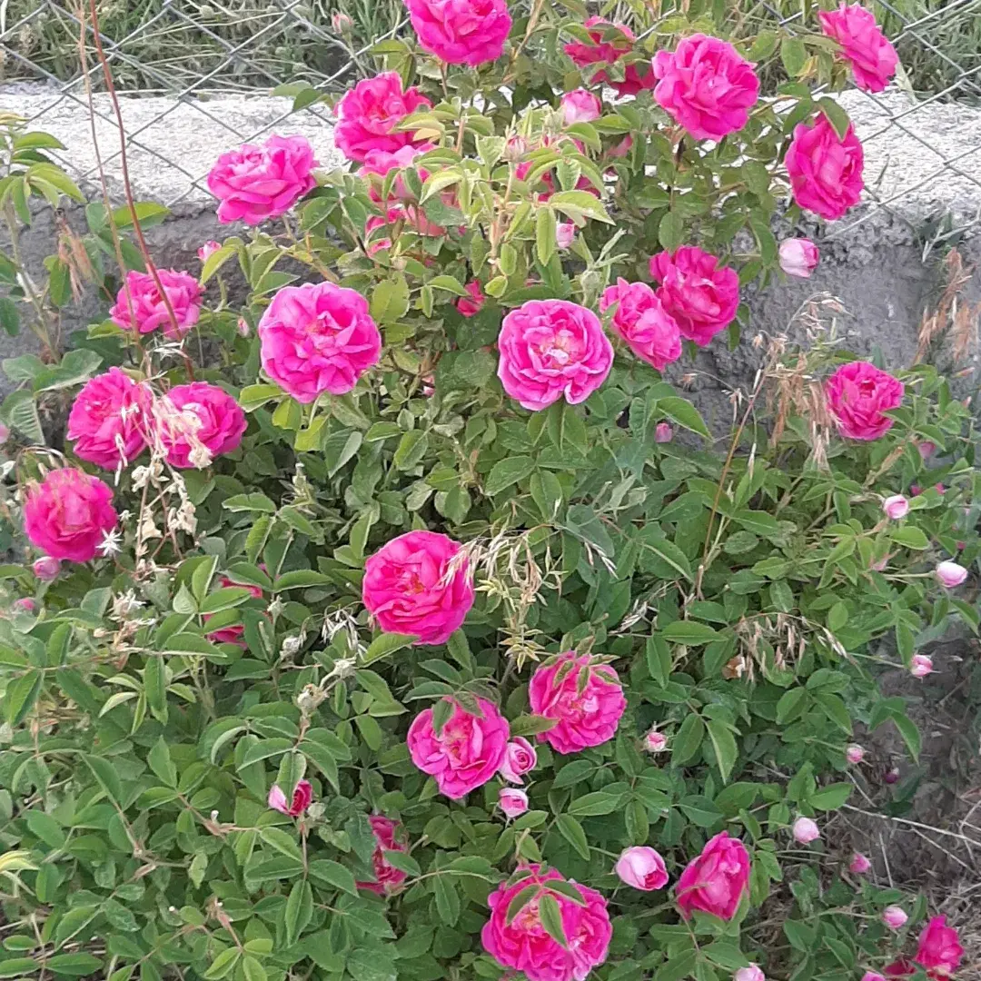 یک باغچه کوچک بعنوان باغ درنزدیکی سراب