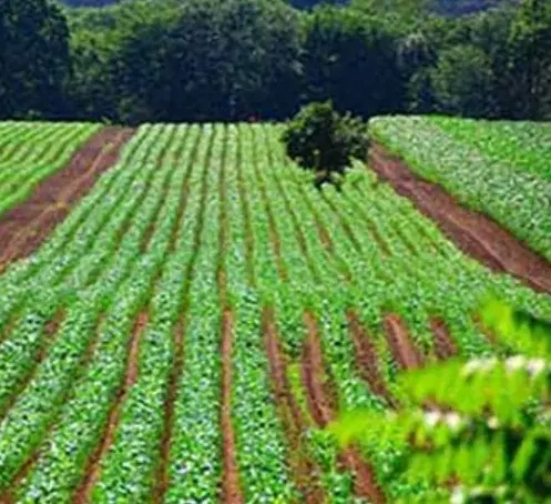 زمین کشاورزی