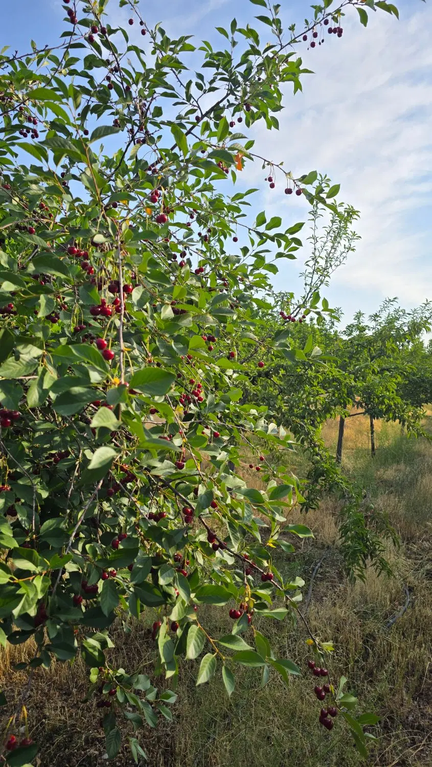 باغ ۲۱۰۰ متر . ماریان