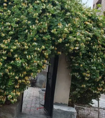 اجاره منزل طبقه سوم ۷۵ متری