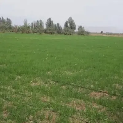 زمین کشاورزی