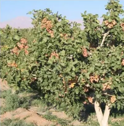 فروش یا معاوضه باغ پسته پربار  صحرای ریگاباد