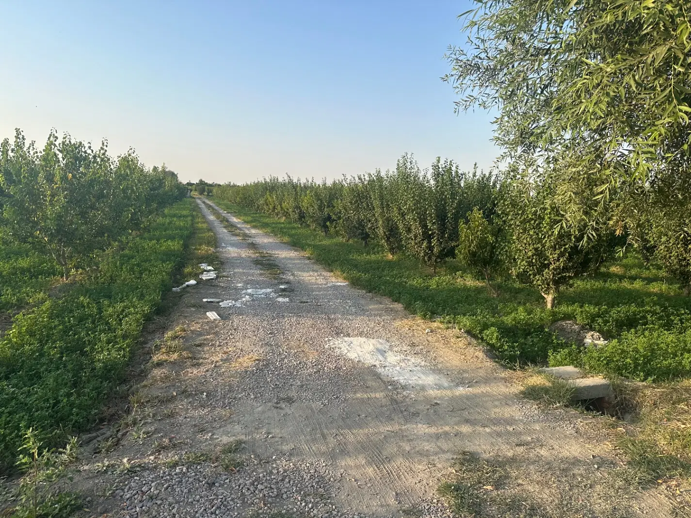 باغچه روستای سعیدلو