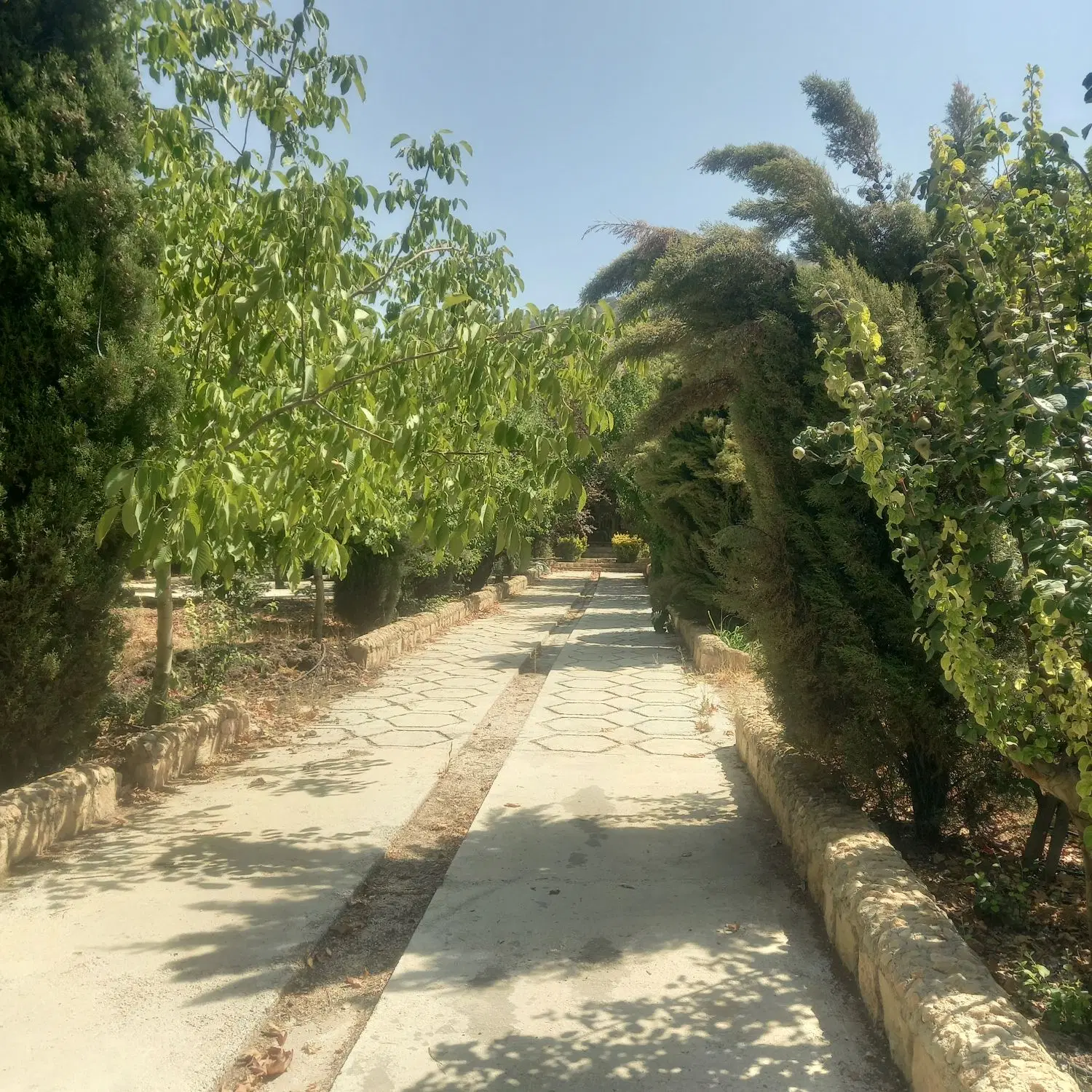فروش باغ ثمری دالین وهماشهر