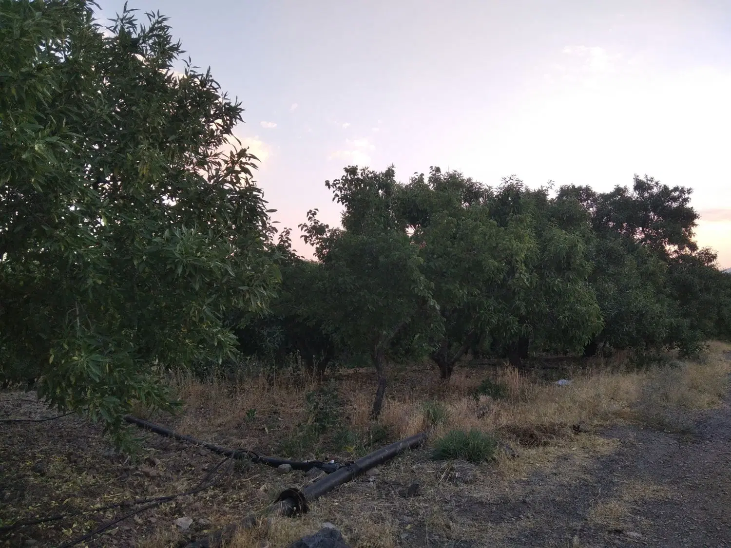 باغ در هوره