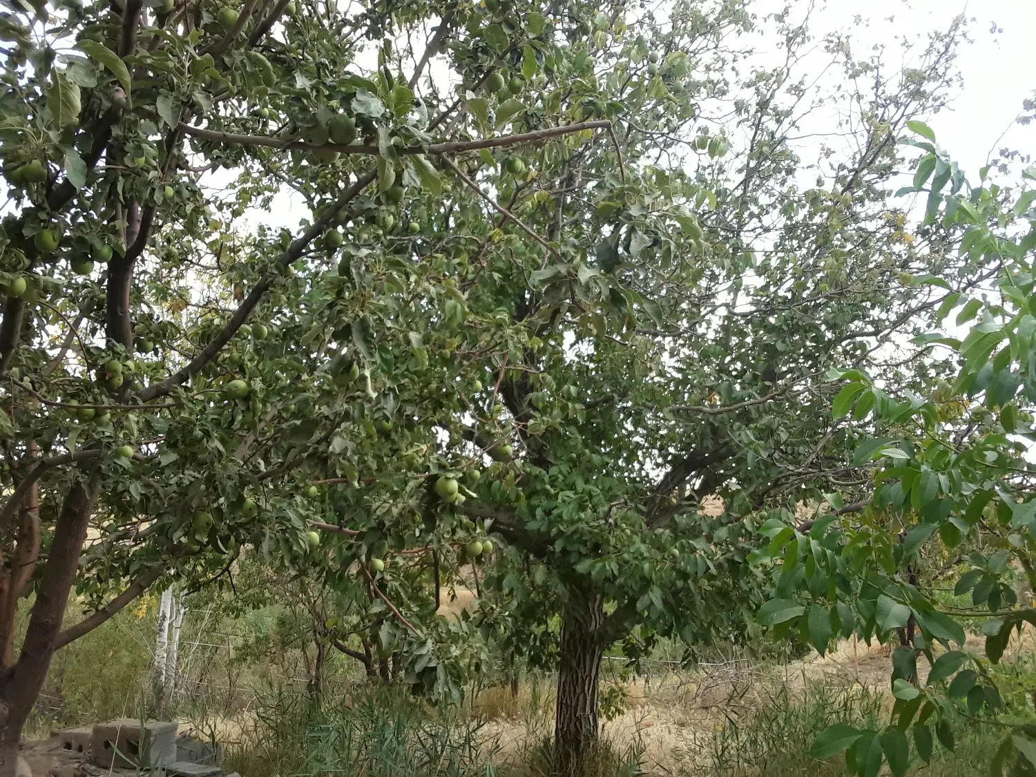 باغ کهنسال با چشمه اختصاصی