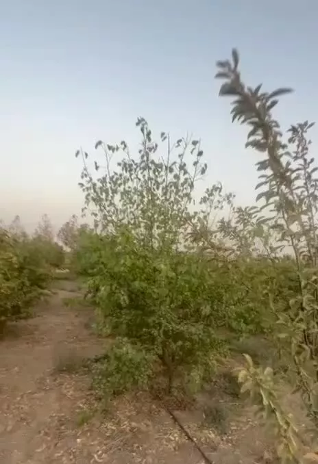 باغ میوه شهرکی ۵۰۰ متری فوری فروشی