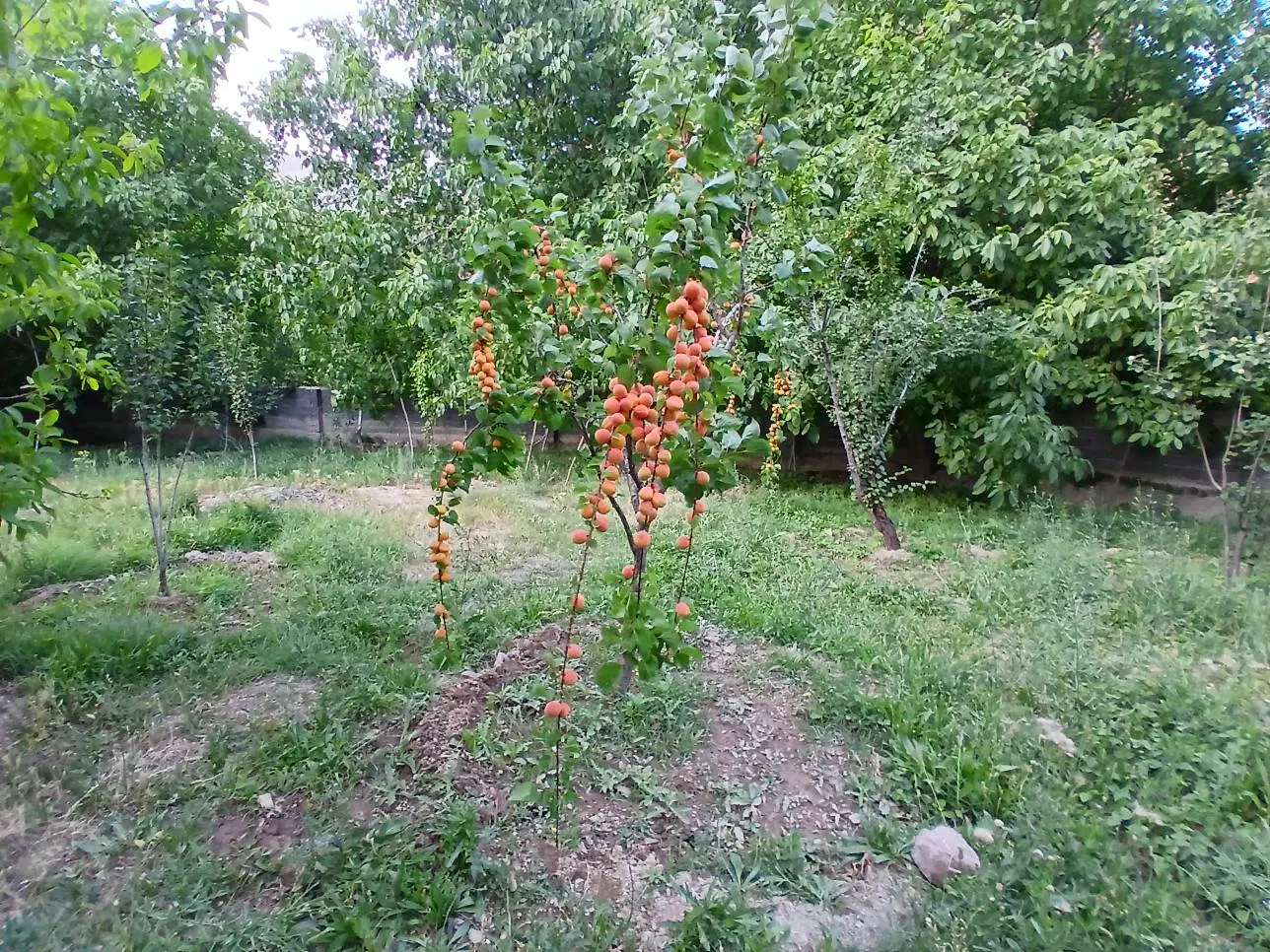 خانه قدیمی  در  زرین دشت