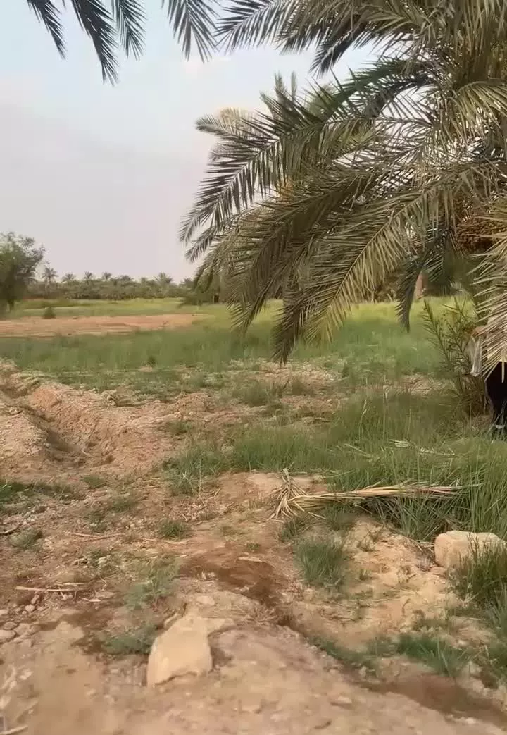 زمین کشاورزی هدامه کوچک