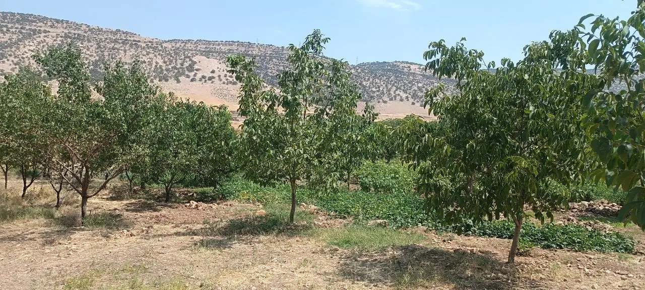 باغ میوه سراب