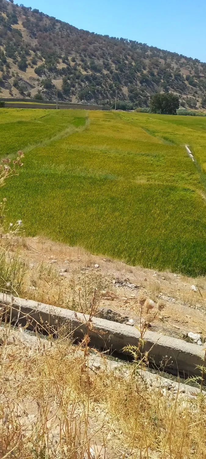 زمین برنج کاری