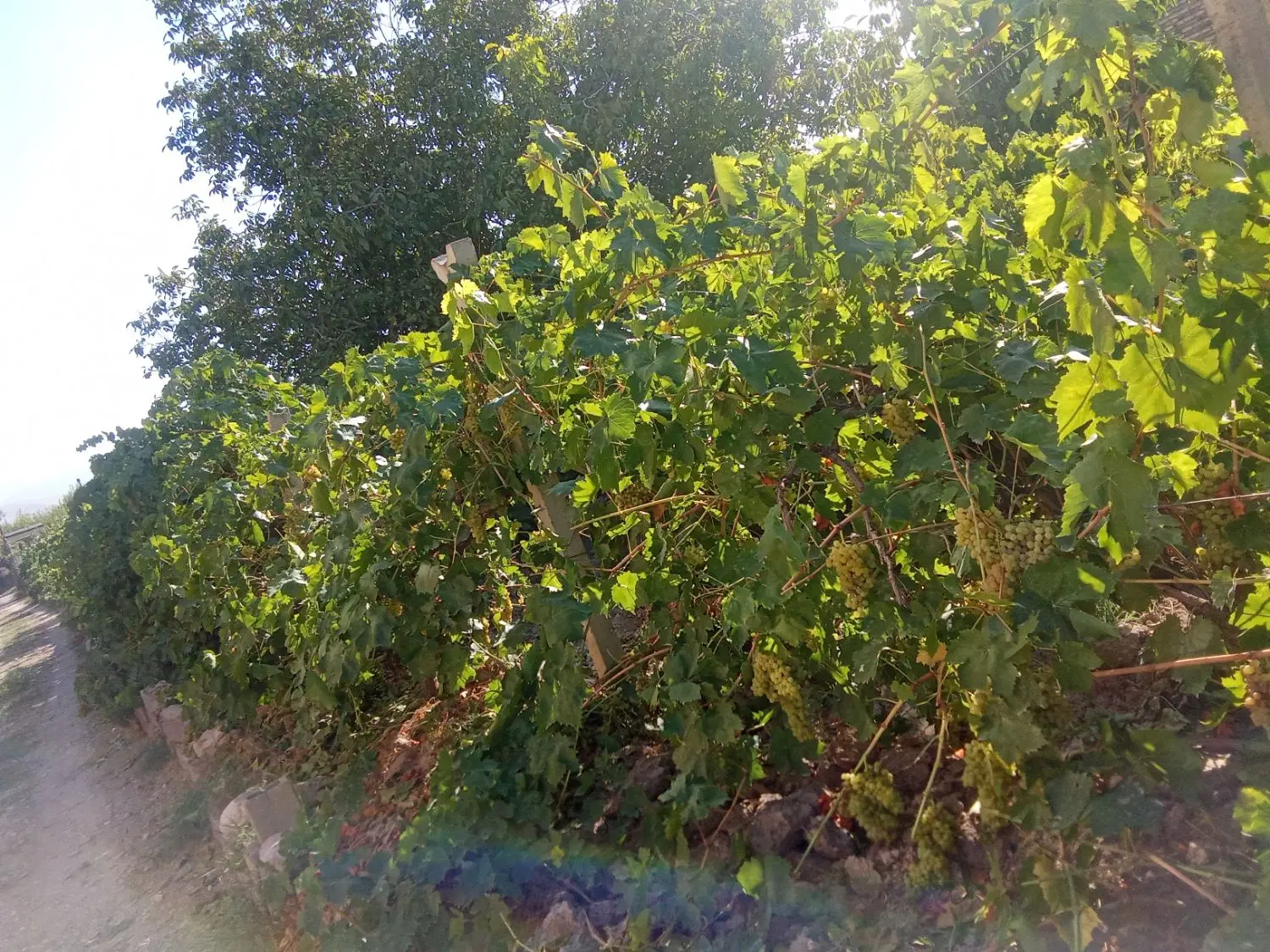 باغ انگور اجاره