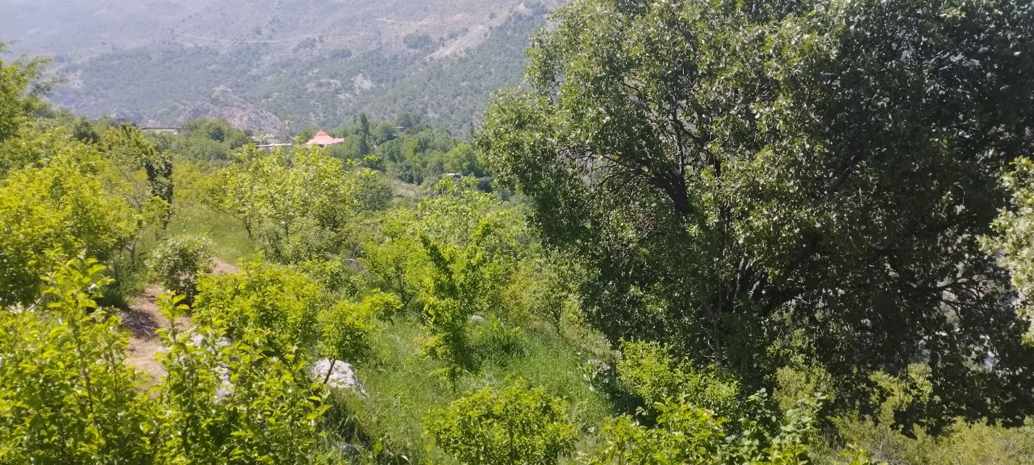 باغ ۶۰۰متری ،مناسب کلبه سوئسی ،معاوضه با خودرو