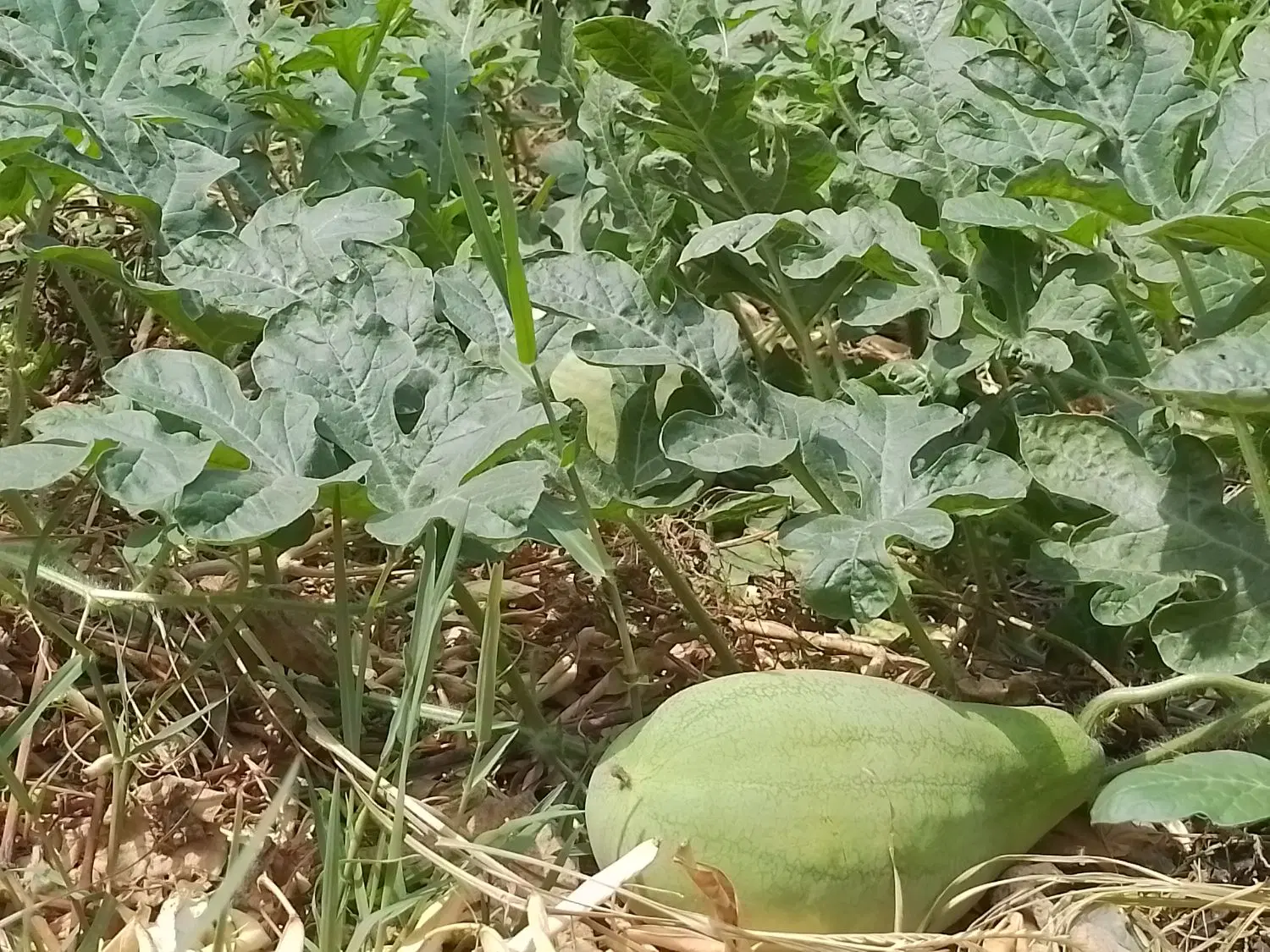 زمین باغی