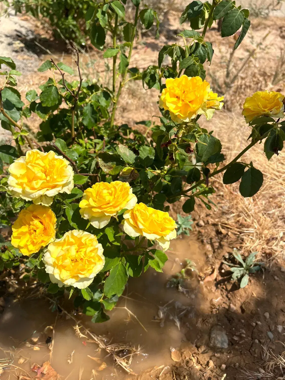 باغ نقلی زیبا نقد و چک