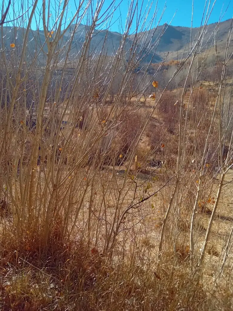 زمین کشاورزی