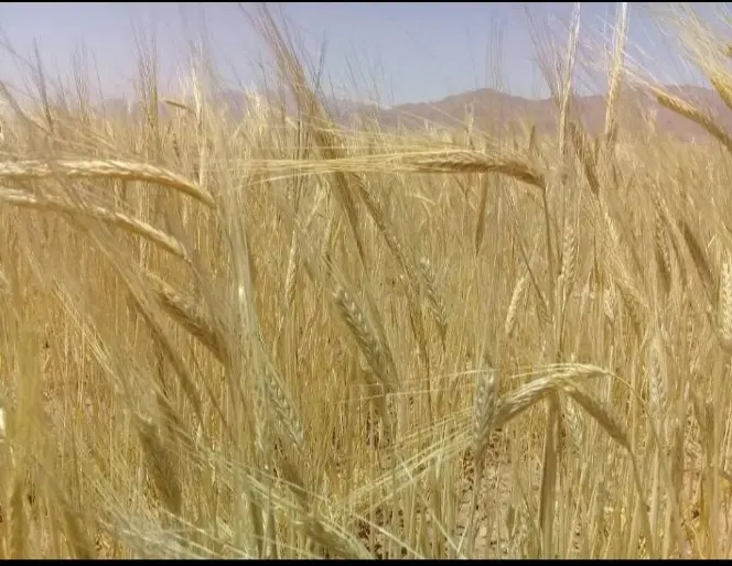 اجاره دهنده ۱۰۰ هکتار زمین کشاورزی کشت پاییزه
