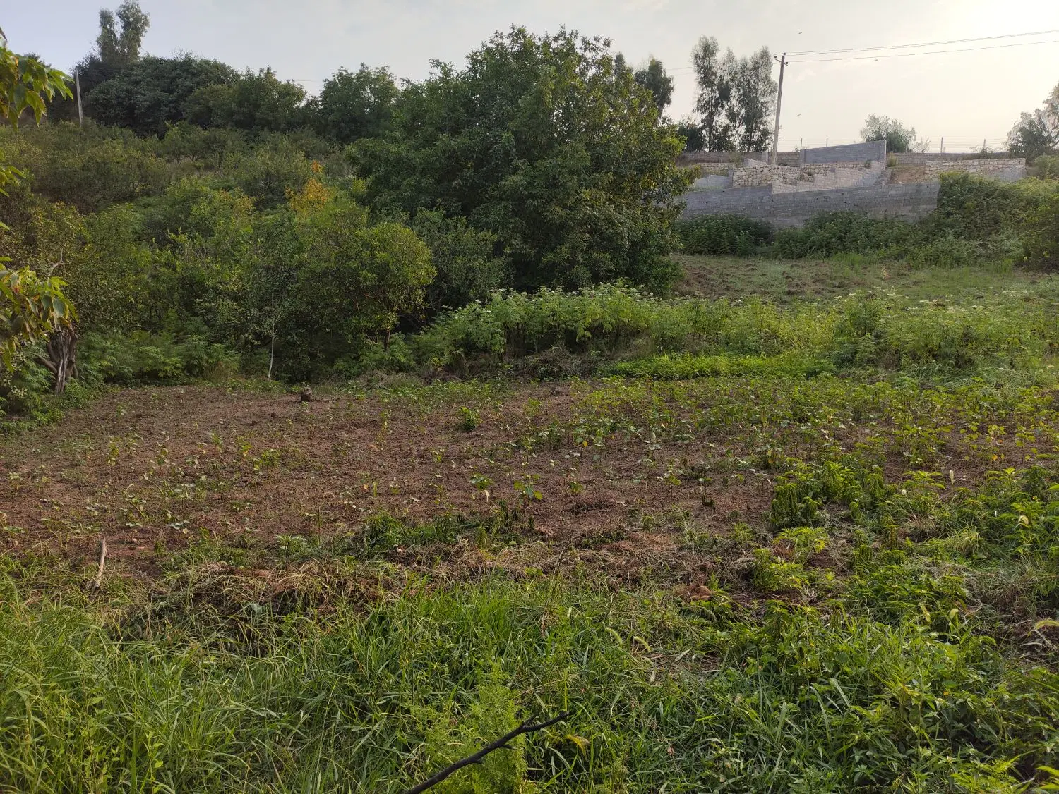 یک قطعه زمین ویلایی در تنگلته