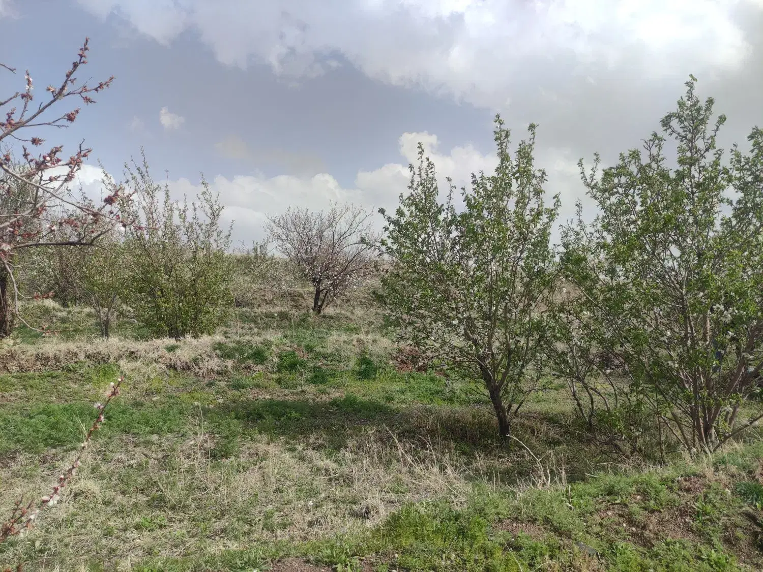 باغ 257 متر اسکو