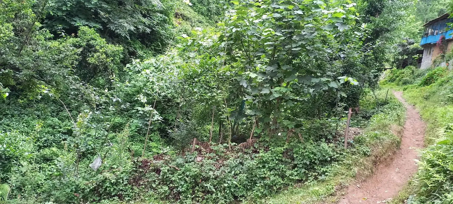 زمین باغی
