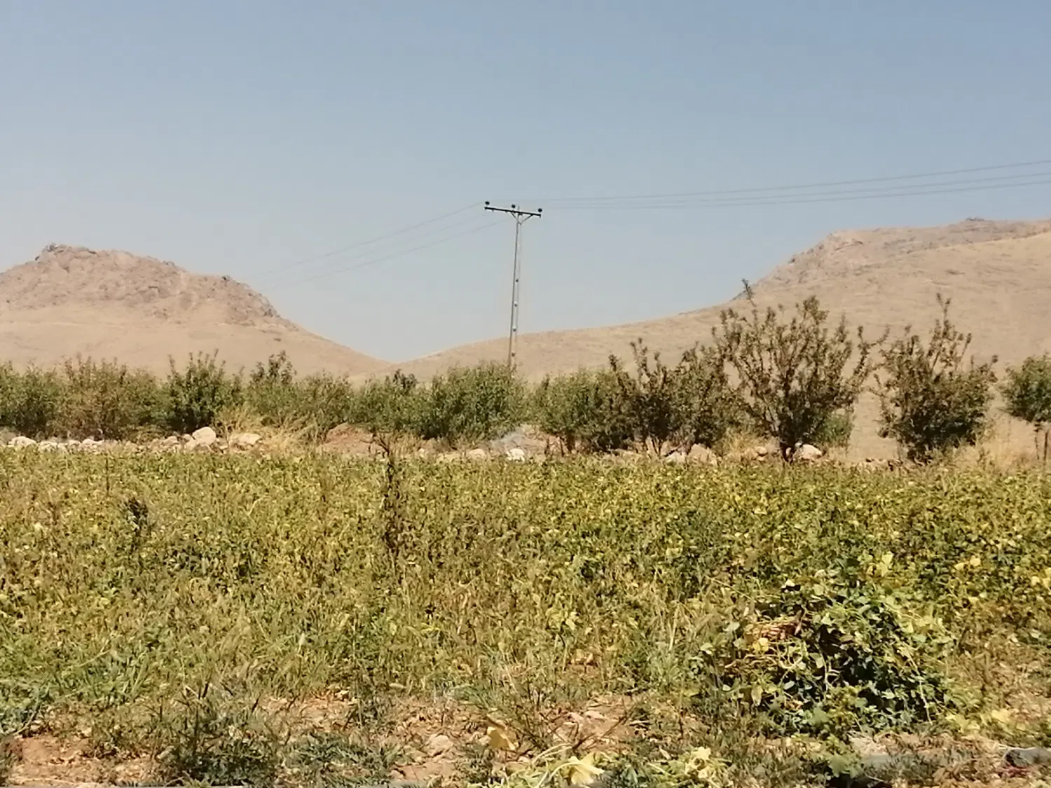 زمین کشاورزی