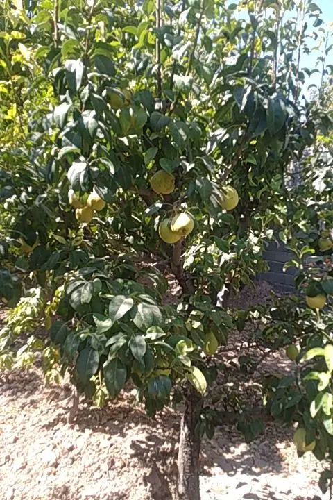 باغچه سنتی واقع دریوسف رضا